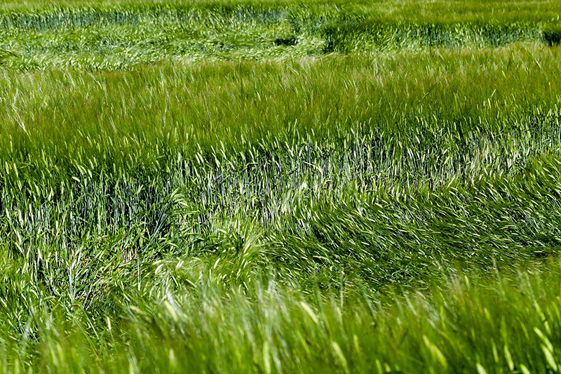 作物倒伏評(píng)估