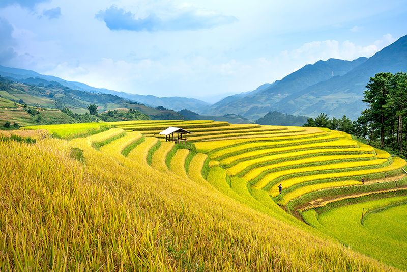 種植狀況評(píng)估