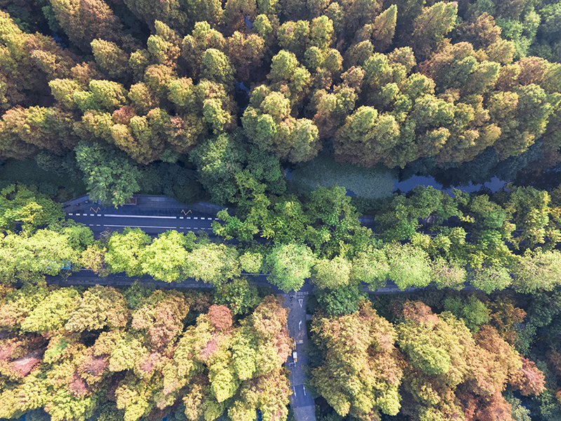 樹(shù)種分類(lèi)識(shí)別