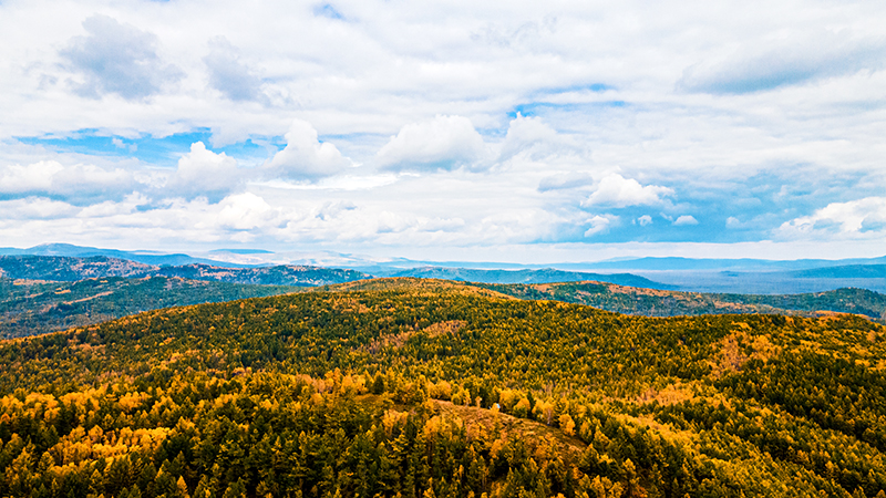 林業(yè)病蟲(chóng)害精準(zhǔn)防治與健康評(píng)估